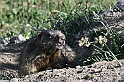 VBS_1 -  Plateau du Mont-Cenise, Grand Croix, Marmotte_-_0076 mt